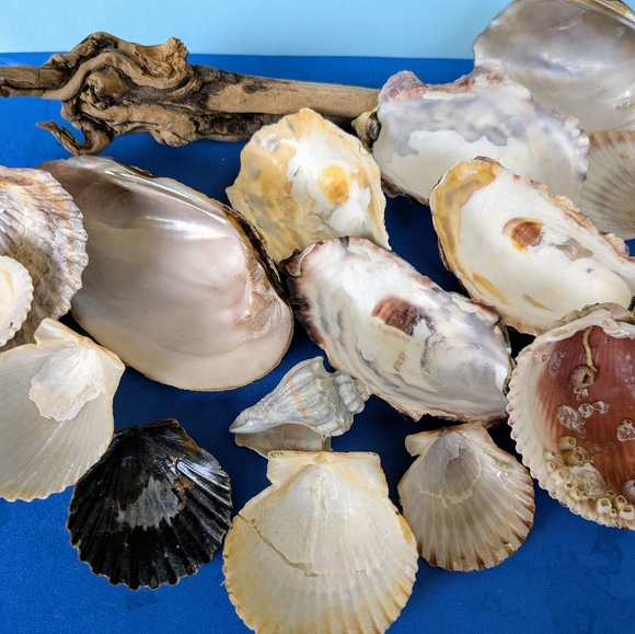 Sea Shell and Driftwood Bundle - Picture 3 of 4